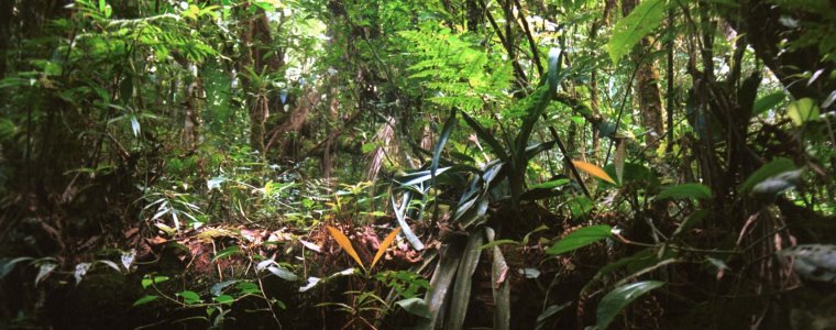 Floresta Ombrófila Densa Montana - Foto Alessandro Rifan_